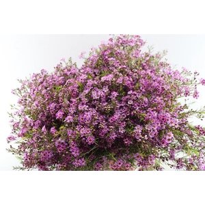 Chame Purple Rain (paars)