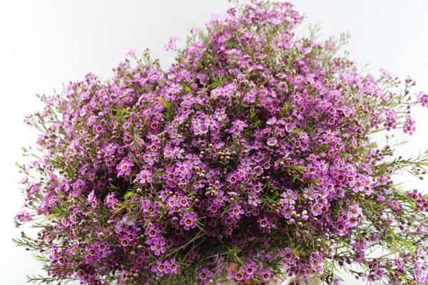 <h4>Chame Purple Rain (paars)</h4>