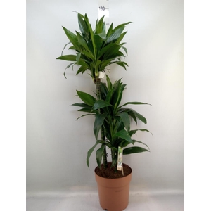 Dracaena frag. 'Janet Craig'