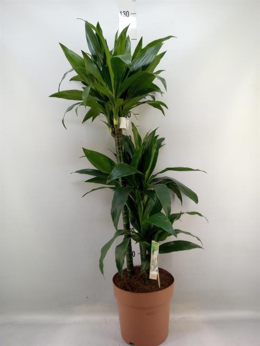 <h4>Dracaena frag. 'Janet Craig'</h4>