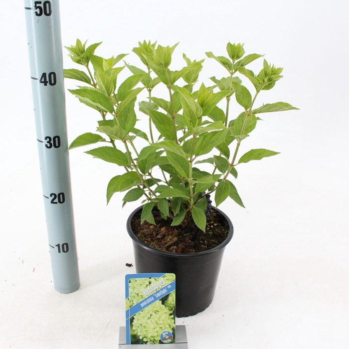Hydrangea paniculata Limelight