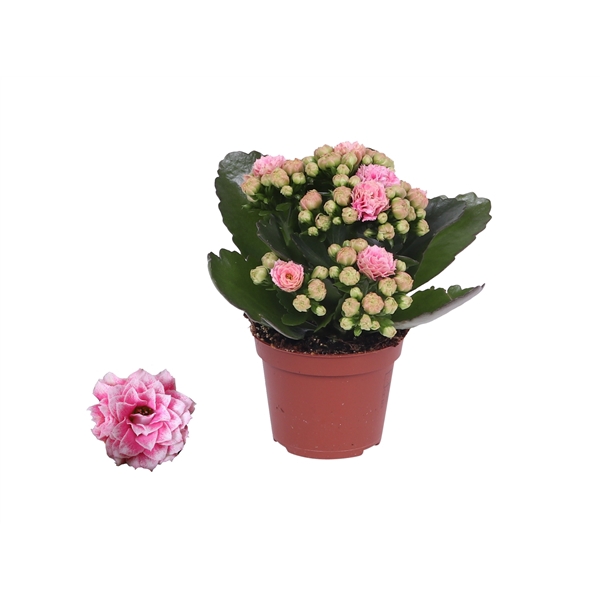 <h4>Kalanchoe Rosalina 06cm Don Alano wit/roze, Zonder hoes</h4>