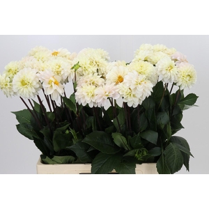 Dahlia Margriet Wit