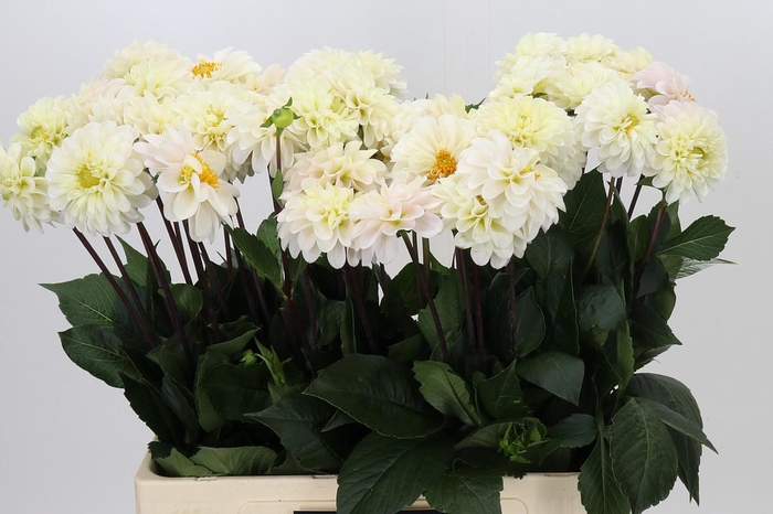 <h4>Dahlia Margriet Wit</h4>