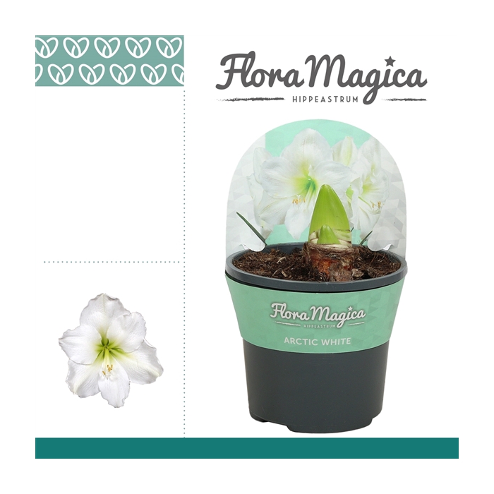 <h4>Hippeastrum Arctic White 2 knop in Potkraag</h4>