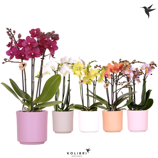 <h4>Kolibri Orchids Phalaenopsis mix 3 spike in Simplicity pot mix</h4>