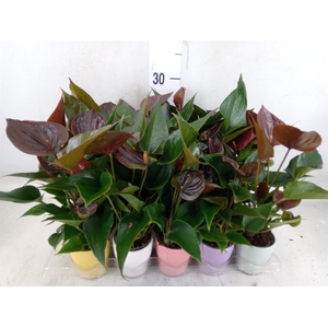 Anthurium andr. 'Paris Black'