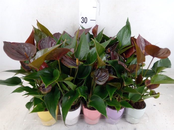 <h4>Anthurium andr. 'Paris Black'</h4>