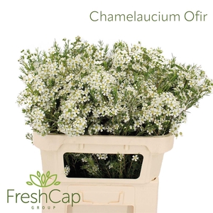 Chamelaucium Ofir