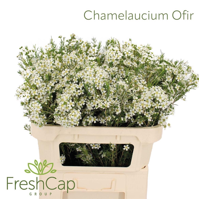<h4>Chamelaucium Ofir</h4>