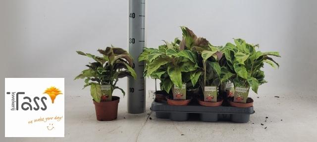 <h4>CALAT FUSION YELLOW</h4>