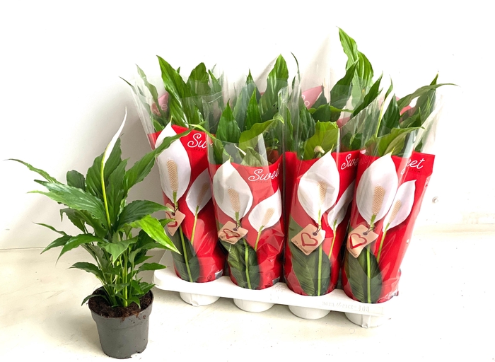 <h4>SPATH SWEET CHICO</h4>