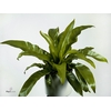 Asplenium Antiquum