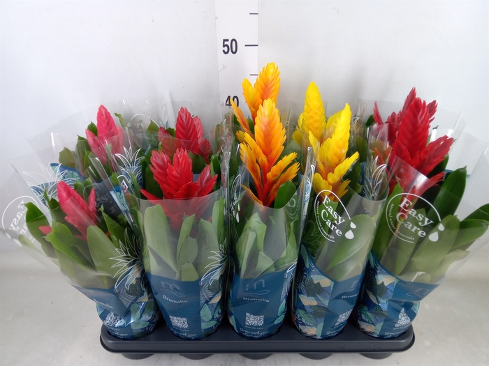 <h4>Vriesea   ...mix 5</h4>