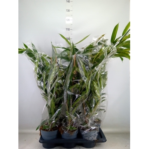 Ficus binn. 'Amstel King'