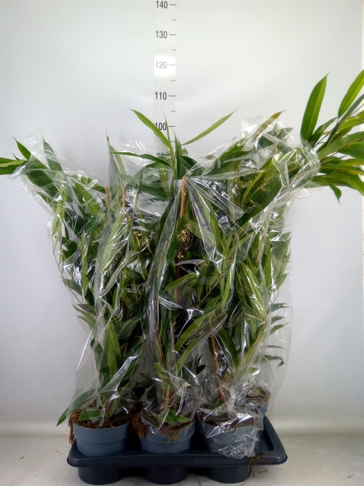 <h4>Ficus binn. 'Amstel King'</h4>