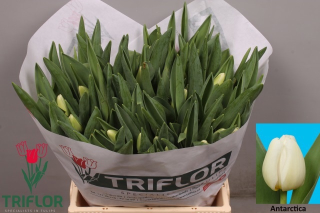 <h4>TU EN ANTARCTICA</h4>