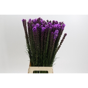 Liatris Callilepis