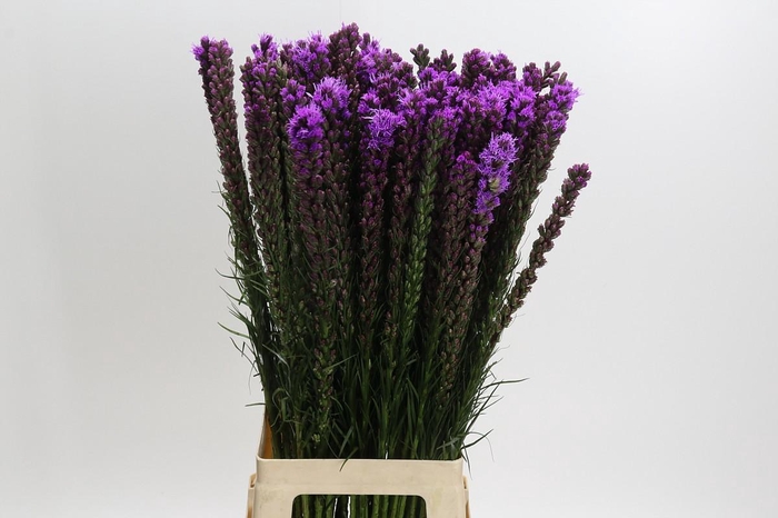 <h4>Liatris Callilepis</h4>