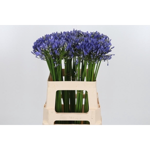 Agapanthus Intermedia