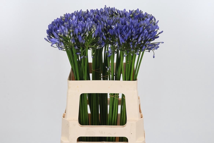 <h4>Agapanthus Intermedia</h4>