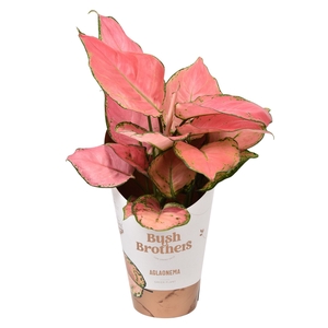 Aglaonema overig