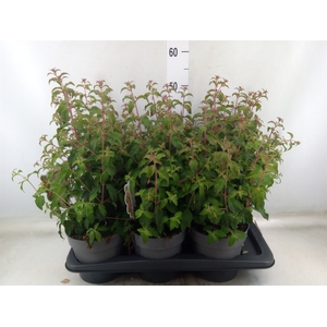 Fuchsia magellanica 'Riccartonii'