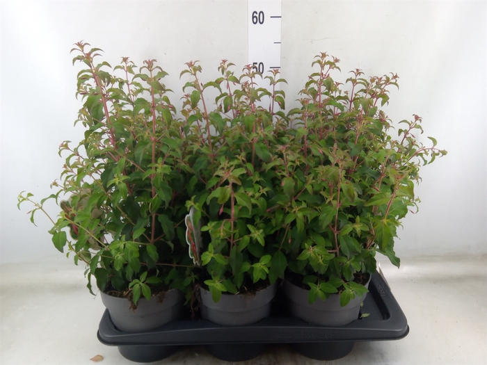 <h4>Fuchsia magellanica 'Riccartonii'</h4>