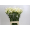 Agapanthus EYFORI White