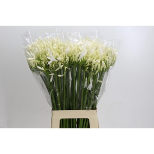 Agapanthus EYFORI White