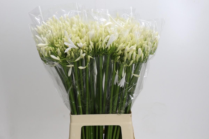<h4>Agapanthus EYFORI White</h4>