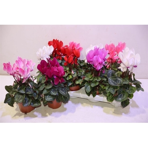 arr8 Cycl Md Sup Macro