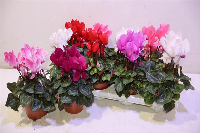 <h4>arr8 Cycl Md Sup Macro</h4>