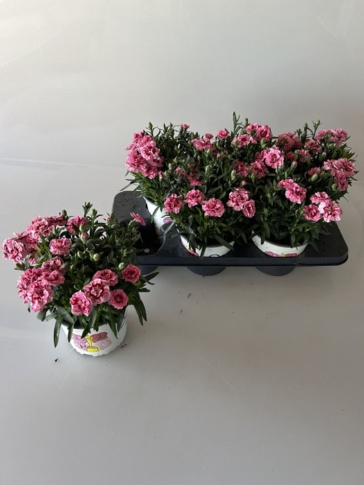 <h4>Dianthus Oscar Pink And Purple</h4>