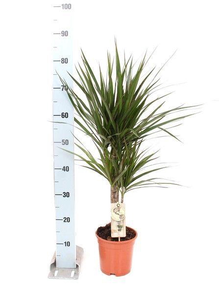 <h4>Marginata P17 30-10</h4>