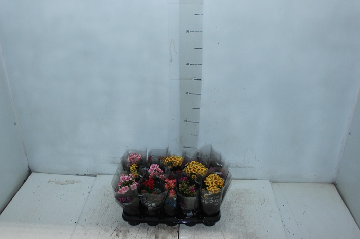 <h4>FLOR DE MAIO P15</h4>