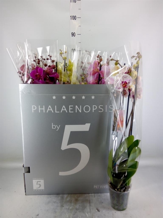 <h4>Phalaenopsis   ...mix  8</h4>