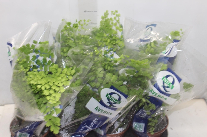 <h4>AVENCA VARIADA P15</h4>