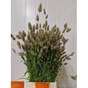 Lagurus Ovatus P Bos
