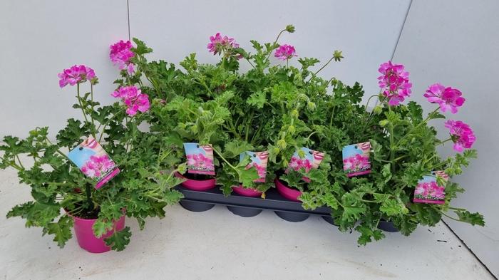 <h4>PEL GEM WELRIEKEND</h4>