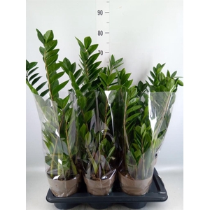 Zamioculcas zamiifolia