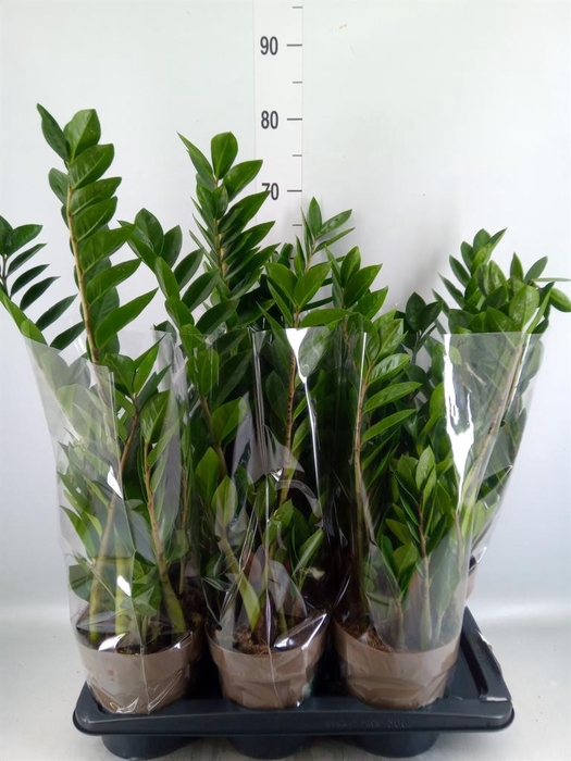 <h4>Zamioculcas zamiifolia</h4>
