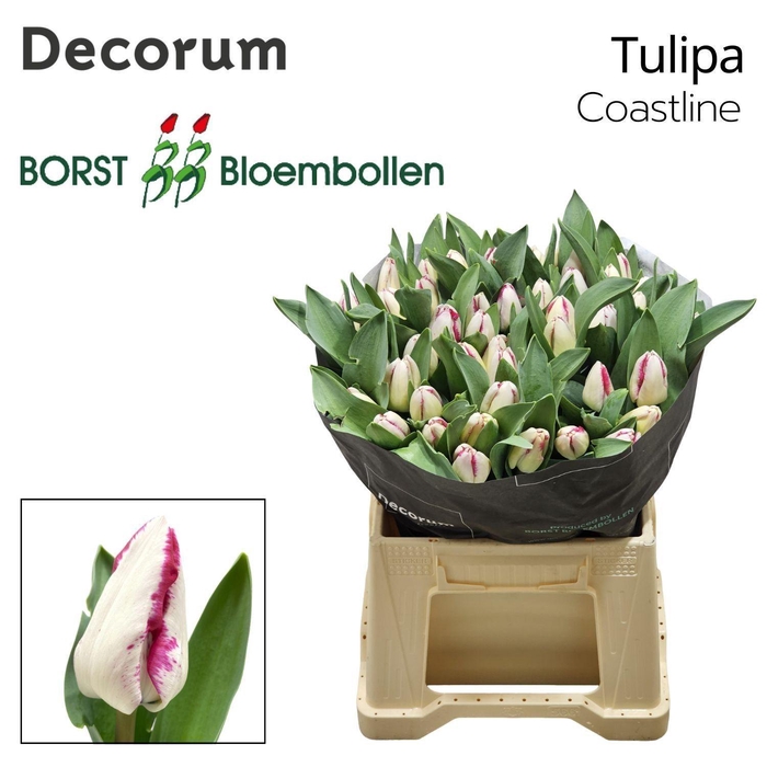 <h4>Tu En Coastline</h4>