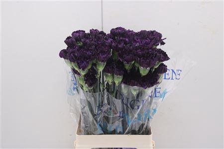 <h4>Di St Fl Moonvista</h4>