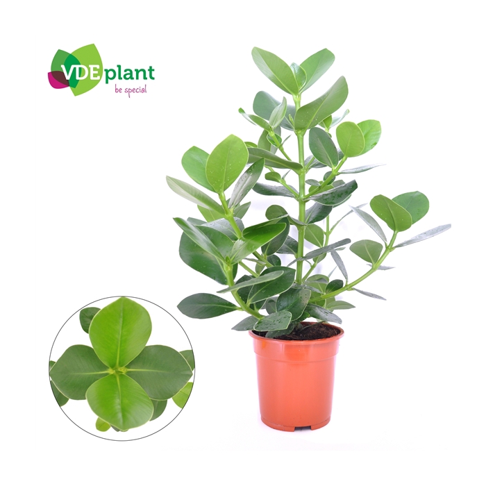 <h4>Clusia princess 17cm</h4>