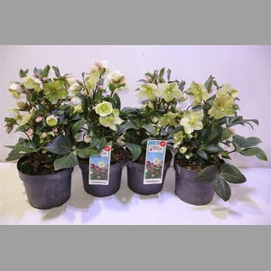 Hell Sparkle Ballardiae