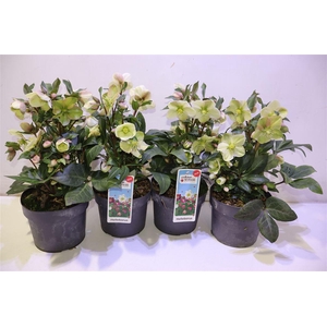 arr8 Hell Sparkle Ballardiae