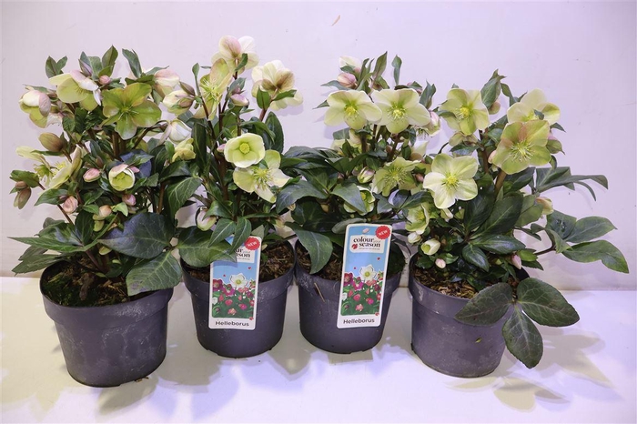 <h4>Hell Sparkle Ballardiae</h4>