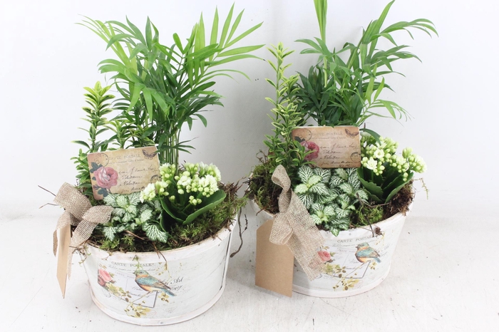 <h4>arr2 TD - Schaal rond roos - wit</h4>