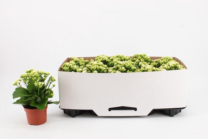 <h4>Kalanchoe Rose Flowers Elsa</h4>